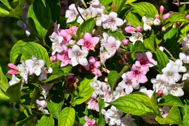 Güneşli bir günde bahçede büyüyen güzel çiçekler. 