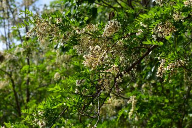 Çiçekli ağaç dalları, güzel çiçekler, yakın plan, bahar konsepti.  