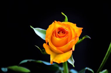 Güneşli bir günde bahçede yetişen güzel bir gül çiçeği. 