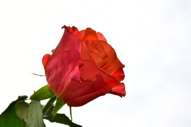 Gökyüzü arka planında güzel bir gül, yaz konsepti, yakın manzara  