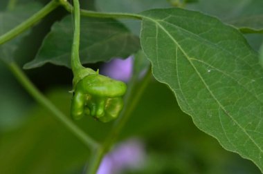 Yaz günü bahçede yeşil bitkiler