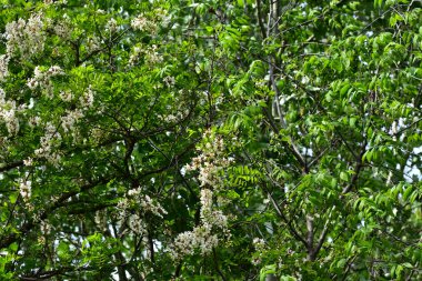 Çiçekli ağaç dalları, güzel çiçekler, yakın plan, bahar konsepti.  