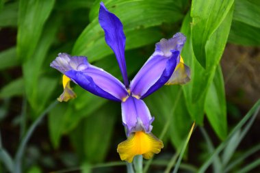 Güneşli yaz gününde bahçede büyüyen güzel göz. 
