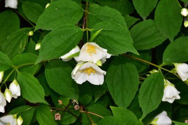 Yasemin çiçeği açan ağaç dalları, güzel çiçekler, yakın plan, bahar konsepti  