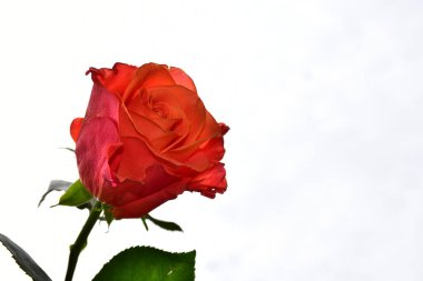 Gökyüzü arka planında güzel bir gül, yaz konsepti, yakın manzara  