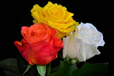 Koyu arkaplanda güzel güller, yaz konsepti, yakın manzara  