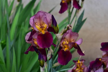 Güneşli yaz gününde bahçede büyüyen güzel irisler 