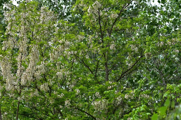 Ανθισμένα Κλαδιά Δέντρων Όμορφα Λουλούδια Γκρο Πλαν Ανοιξιάτικη Ιδέα — Φωτογραφία Αρχείου