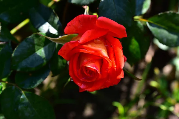 Vacker Ros Mörk Bakgrund Sommar Koncept Nära Utsikt — Stockfoto