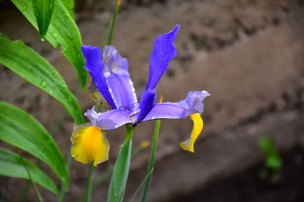 Beautiful Iris Growing Garden Summer Sunny Day — Stock Photo, Image