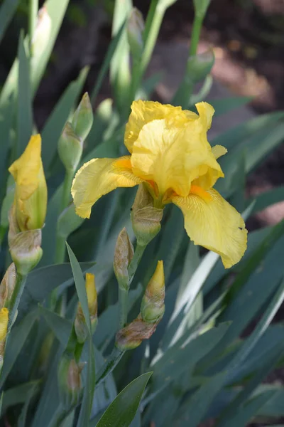 Güneşli yaz gününde bahçede büyüyen güzel irisler 