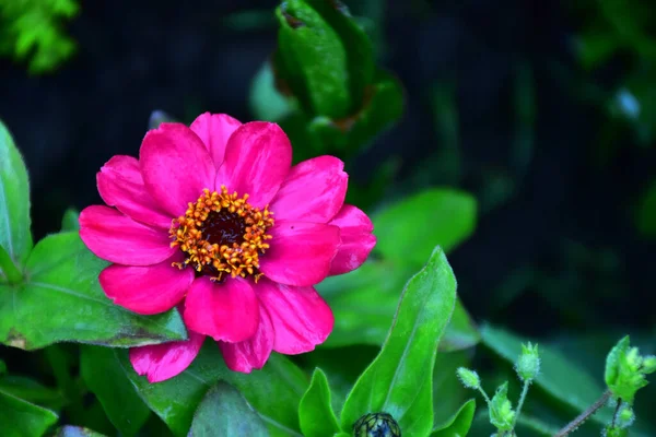 Bellissimo Fiore Che Cresce Giardino Nella Giornata Sole — Foto Stock