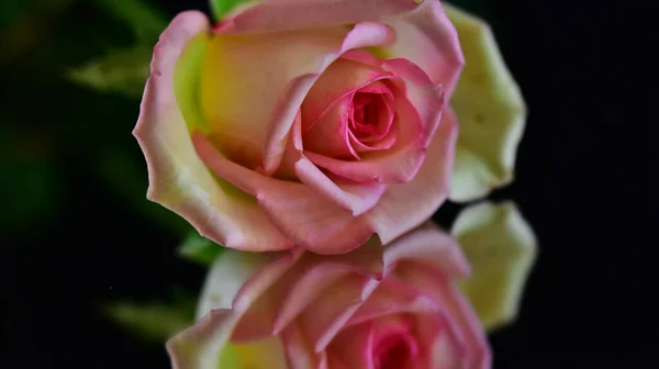 Schöne Rosenblüte Auf Dunklem Hintergrund Sommerkonzept Nahsicht — Stockfoto