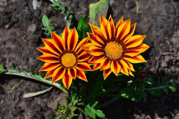 Bellissimi Fiori Che Crescono Giardino Nella Giornata Sole — Foto Stock