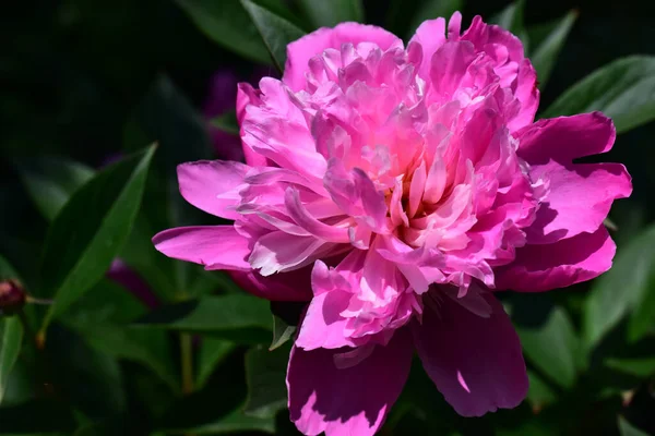 夏の晴れた日に庭で育つ美しい牡丹の花 — ストック写真