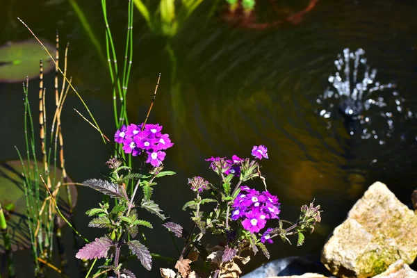 Güneşli bir günde bahçede büyüyen güzel çiçekler. 