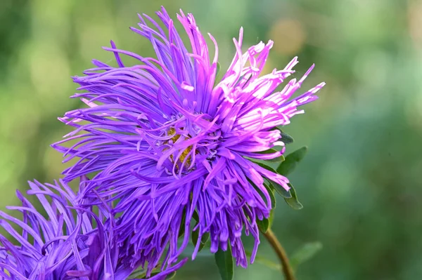 Beautiful Flowers Growing Garden Sunny Day — Stock Photo, Image