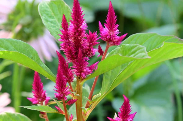 Güneşli bir günde bahçede büyüyen güzel çiçekler. 