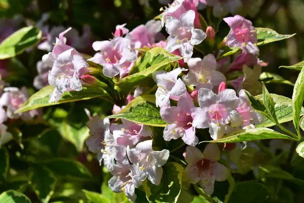 Vackra Blommor Xer Trã Dgã Rden Solig Dag — Stockfoto