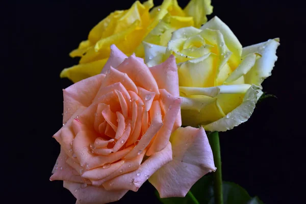 Красивые Розы Темном Фоне Летняя Концепция Близкий Вид — стоковое фото