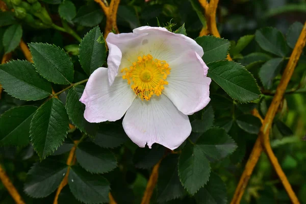 Schöne Blume Die Sonnigen Tagen Garten Wächst — Stockfoto