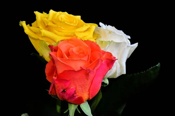 Hermosas Rosas Sobre Fondo Oscuro Concepto Verano Vista Cercana — Foto de Stock