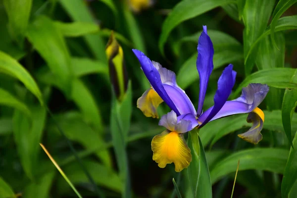 Vacker Iris Växer Trädgården Sommaren Solig Dag — Stockfoto