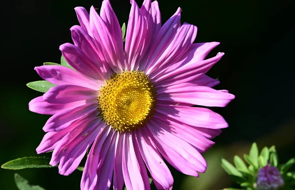 Hermosa Flor Que Crece Jardín Día Soleado — Foto de Stock