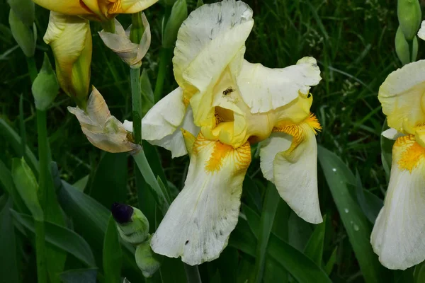 Vackra Iris Växer Trädgården Sommaren Solig Dag — Stockfoto