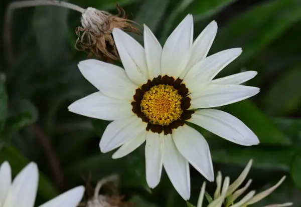 Vackra Blommor Xer Trã Dgã Rden Solig Dag — Stockfoto