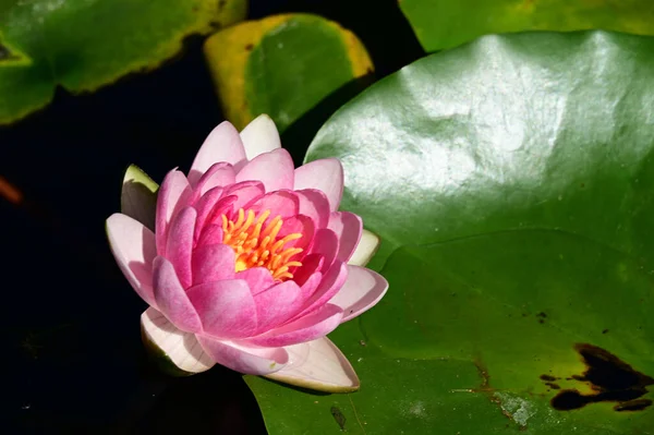 Güzel çiçek açan nilüfer çiçekleri yaz günü gölette büyür. 