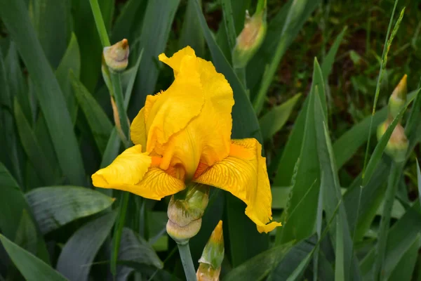 Schöne Iris Wächst Garten Sonnigen Sommertagen — Stockfoto
