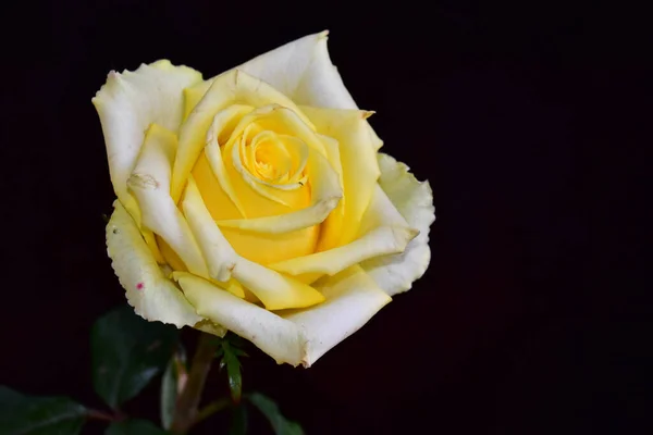 Schöne Rosenblüte Die Sonnigen Tagen Garten Wächst — Stockfoto