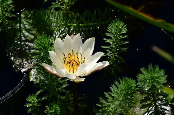 Indah Mekar Teratai Tumbuh Kolam Pada Hari Musim Panas — Stok Foto