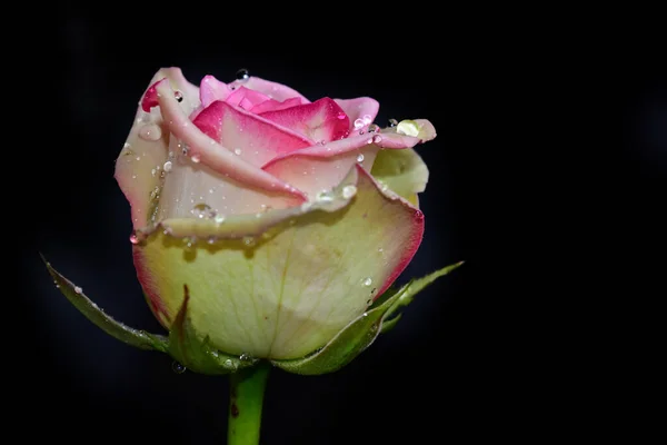 Vacker Ros Blomma Växer Trädgården Solig Dag — Stockfoto