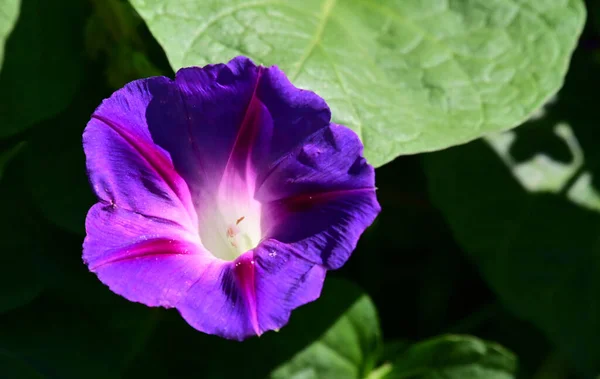 Piękny Poranna Chwała Kwiat Rośnie Ogrodzie Letni Słoneczny Dzień — Zdjęcie stockowe