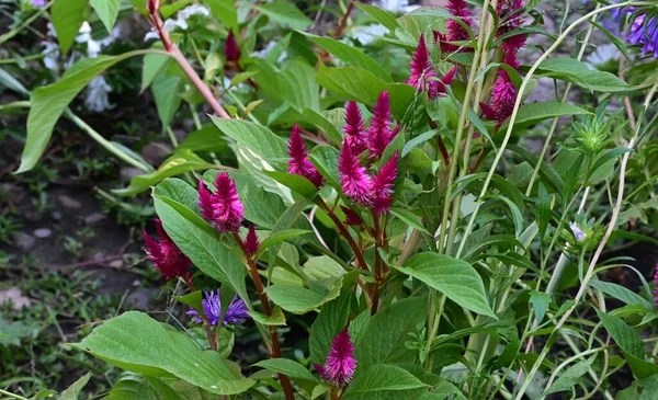 Bellissimi Fiori Che Crescono Giardino Nella Giornata Sole — Foto Stock