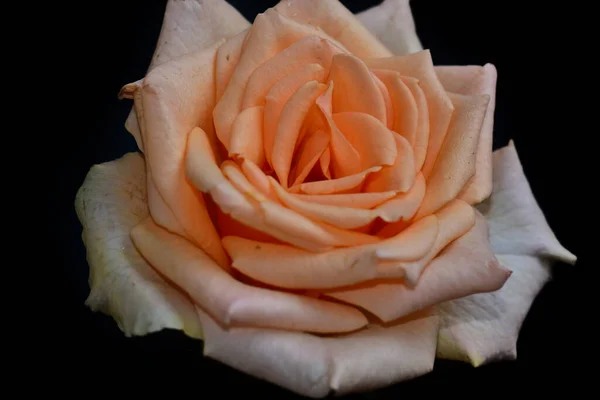 Bela Rosa Flor Crescendo Jardim Dia Ensolarado — Fotografia de Stock
