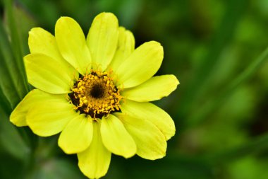 Güneşli bir günde bahçede büyüyen güzel çiçek. 