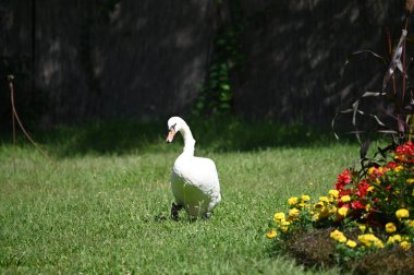 Yaz günü sahilde güzel şirin bir kuğu 