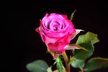 Güneşli bir günde bahçede yetişen güzel bir gül çiçeği. 