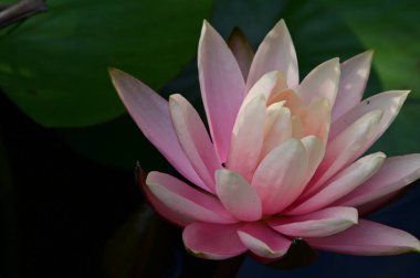 Güzel çiçek açan nilüfer çiçekleri yaz günü gölette büyür. 