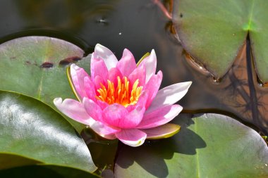 Güzel çiçek açan nilüfer çiçekleri yaz günü gölette büyür. 