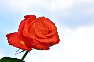 Gökyüzü arka planında güzel bir gül, yaz konsepti, yakın manzara  