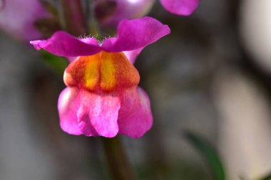 Güneşli bir günde bahçede büyüyen güzel çiçek. 