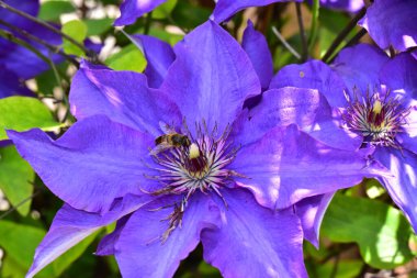 Güzel Clematis çiçekleri yazın güneşli bir günde bahçede yetişir. 