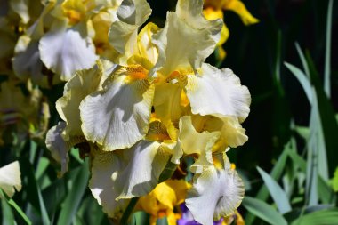 Güneşli yaz gününde bahçede büyüyen güzel irisler 