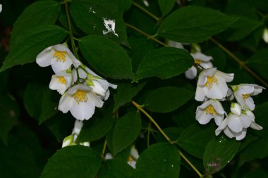 Yasemin çiçeği açan ağaç dalları, güzel çiçekler, yakın plan, bahar konsepti  
