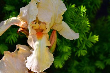 Güneşli yaz gününde bahçede büyüyen güzel irisler 