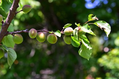 Kayısı yetiştiren kayısı ağacı, yaz konsepti, yakın görüş  